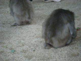 エサを盗み食い