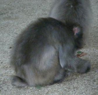 エサを盗み食い