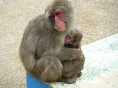 寒い日の猿君 (10).JPG