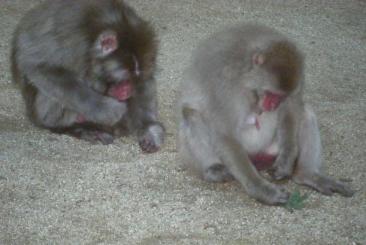 エサを盗み食い