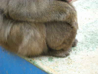 寒い日の猿君 (11).JPG
