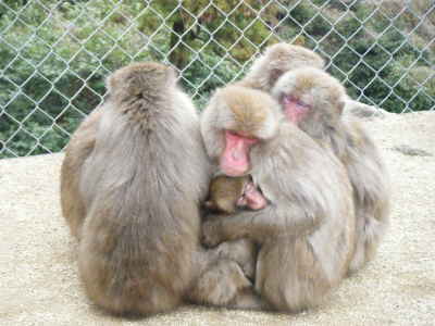 寒い日の猿君 (12).JPG
