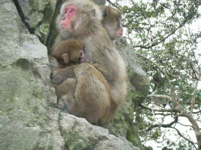 寒い日の猿君 (2).JPG