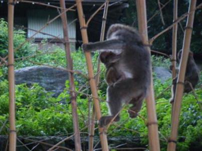 高崎山　幼稚園お迎え