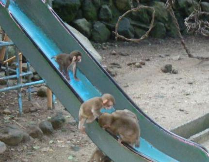 高崎山　幼稚園お迎え