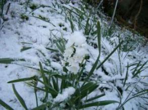 雪の中の水仙