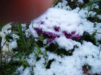 雪の葉牡丹