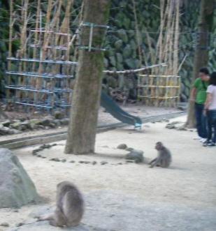 高崎山　幼稚園お迎え