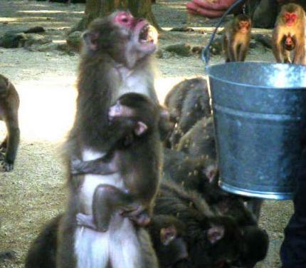 さやか　えさを食べる