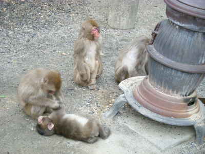 寒い日の猿君 (15).JPG