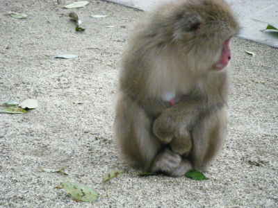 寒い日の猿君 (18).JPG