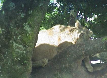 アフリカンサファリ　ライオン