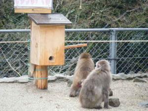 お猿の実験 (9).JPG
