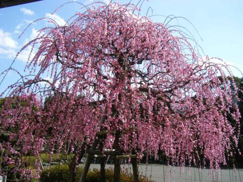 南立石公園のしだれ梅