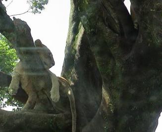 アフリカンサファリ　ライオン