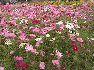 三光コスモス園