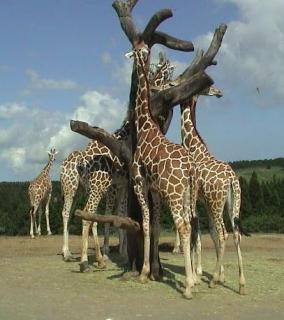 アフリカンサファリ　きりん