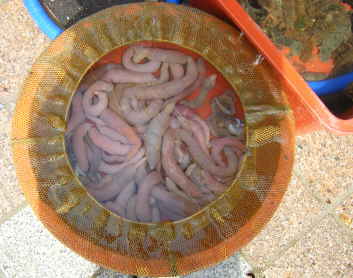 チャガルチ市場