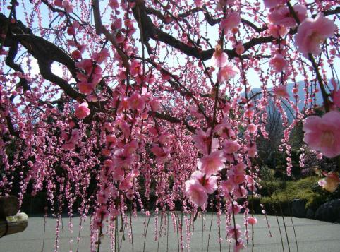 南立石公園のしだれ梅