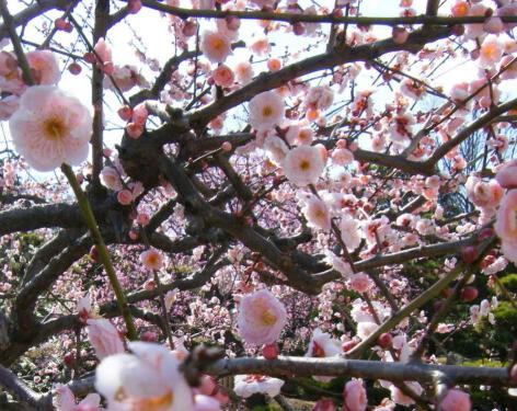 南立石公園のしだれ梅