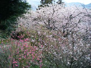 花き（かき）研究所