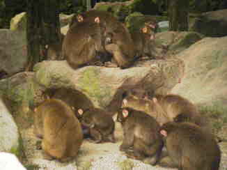 高崎山　B群ナンバー３　バロン