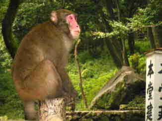 高崎山　B群ナンバー３　バロン