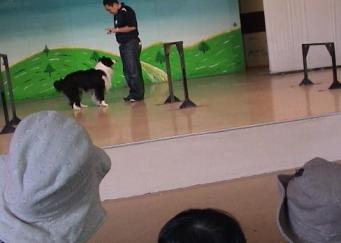 アフリカンサファリ　イヌのトレーニング