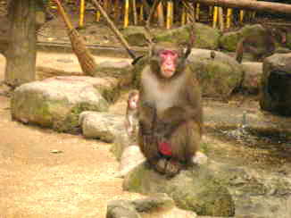 高崎山　B群ナンバー３　バロン