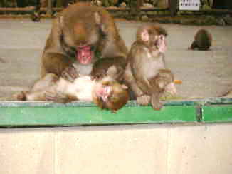 高崎山　B群ナンバー３　バロン