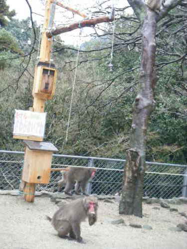 箱からエサが取れるかな?