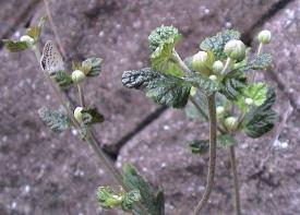 しゅうめい菊と蝶