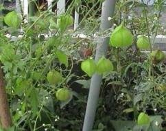 ふうせんかづら