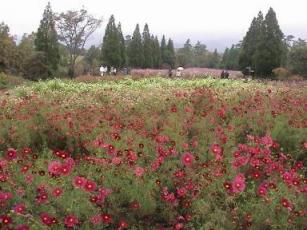 くじゅう花公園