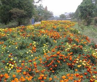 くじゅう花公園