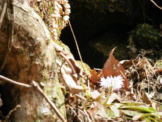 ツクシショウジョウバカマ