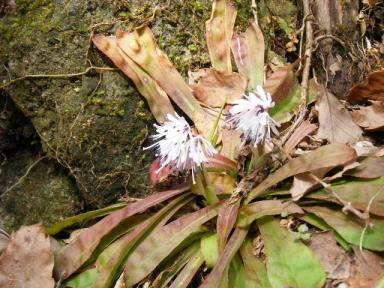 ツクシショウジョウバカマ