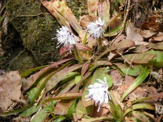 ツクシショウジョウバカマ