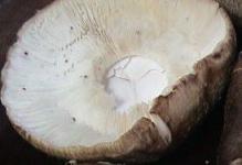 しいたけのはんぺんのせ揚げ (2).jpg