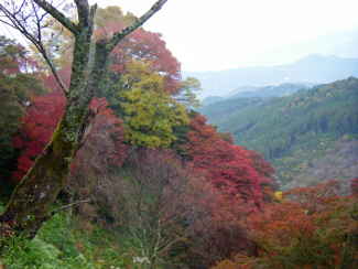 吉野山中千本 (1).JPG