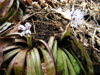 ツクシショウジョウバカマ