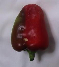 パプリカ２個目