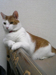 ソファ大好き