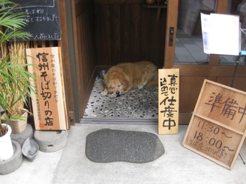 長野県　松本　お蕎麦屋さんの看板犬