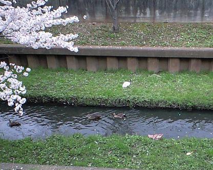 桜と猫と鴨