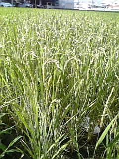 DVC00035.JPG