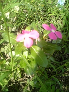DVC00041.JPG