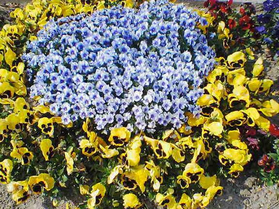 花壇その3.jpg
