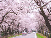 sakura.jpg
