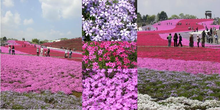芝桜１.jpg